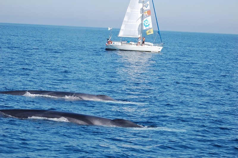 logiciel, Une association locale veut équiper 30 navires de son logiciel pour la survie des baleines, Made in Marseille