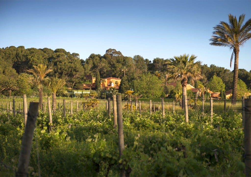 vignoble-vin-rouge-blanc-rose