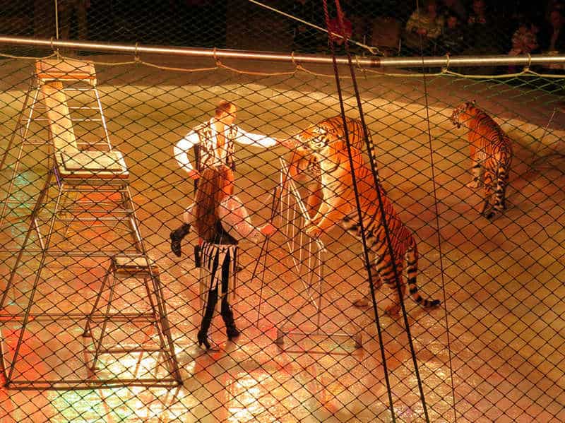 , Comment la mairie de la Ciotat interdit les animaux sauvages dans les cirques, Made in Marseille