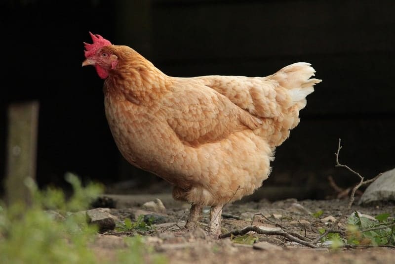 poules, A Félix Pyat, des Marseillais adoptent des poules pour réduire les déchets !, Made in Marseille