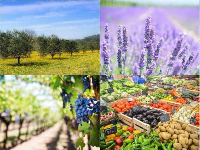 agriculture-producteur-provence