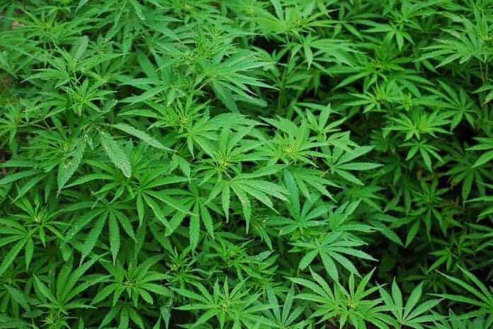 legalisation-cannabis-mennucci-jdd