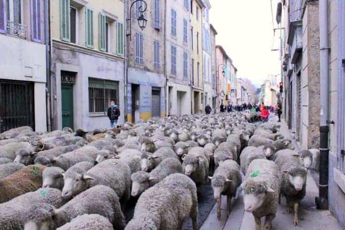 transhumance-auriol-saint-zacharie