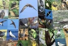 Où se rendre pour observer les différentes espèces d’oiseaux à Marseille ?