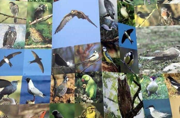 carte-oiseau-biodiversite-marseille
