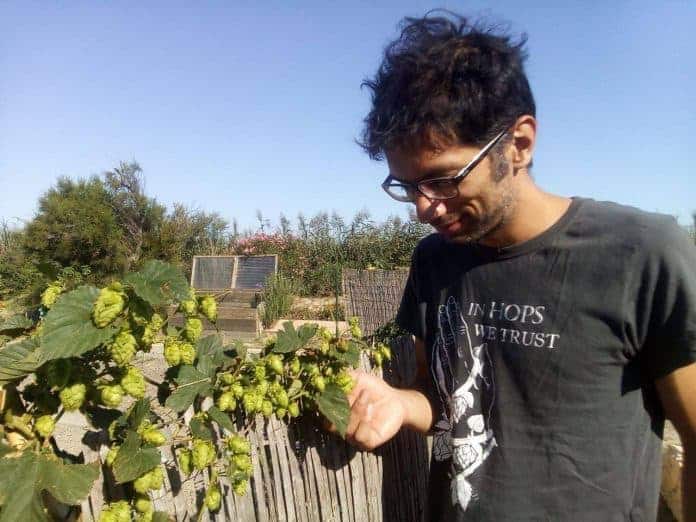 houblon-urbain-agriculture-urbaine-marseille