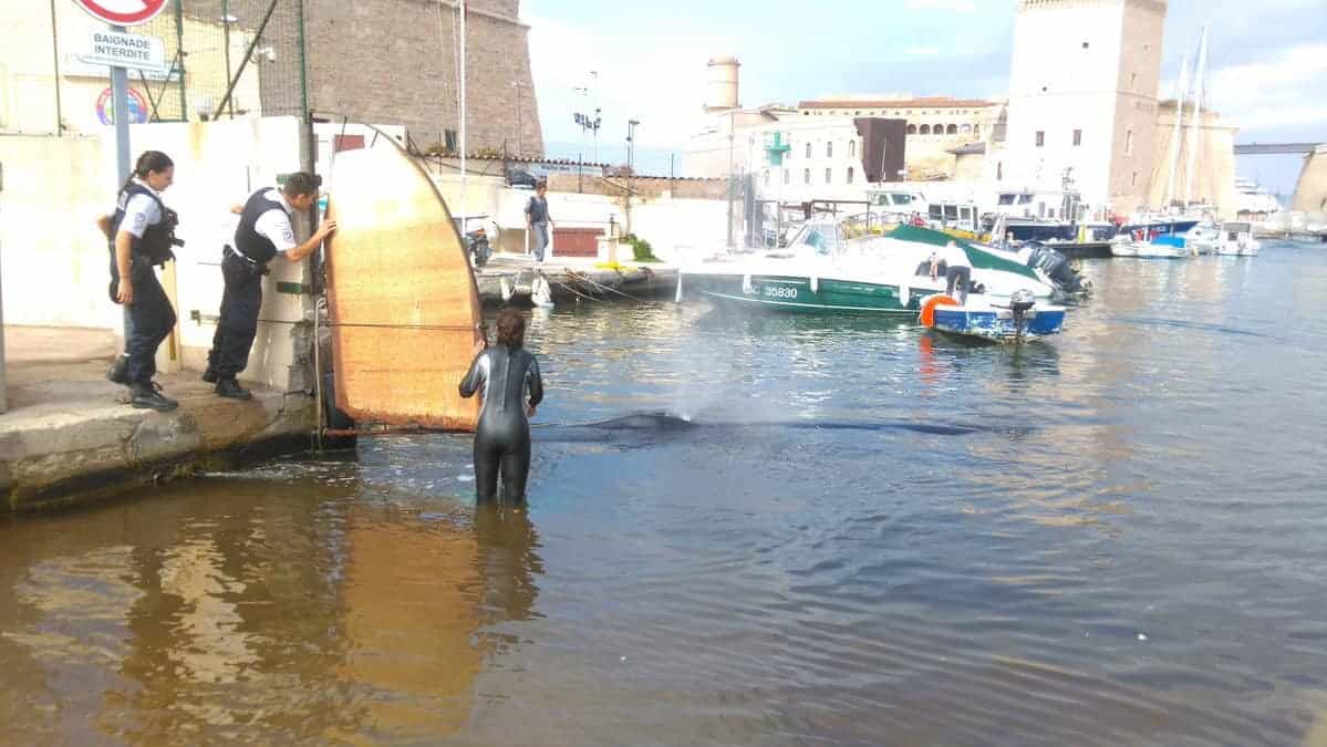 , Une baleine retrouvée dans le Vieux-Port puis relâchée en pleine mer !, Made in Marseille