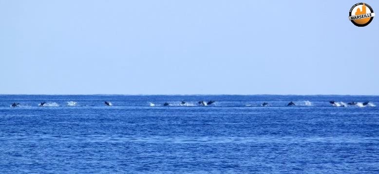 , Découvrez des dauphins et baleines tout près de Marseille !, Made in Marseille