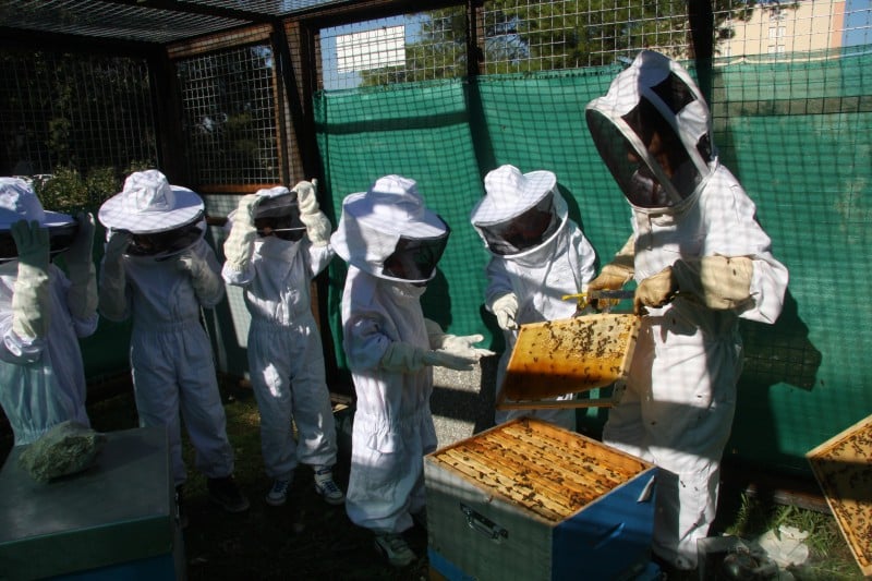 ruches, Insolite &#8211; Des ruches sur le toit des grands hôtels pour la survie des abeilles, Made in Marseille