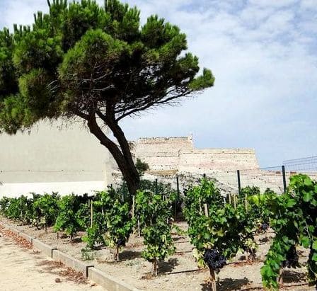 vignes, Insolite &#8211; Des vignes bien cachées dans le centre-ville de Marseille, Made in Marseille