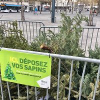sapins, Que deviennent nos sapins de Noël une fois recyclés ?, Made in Marseille