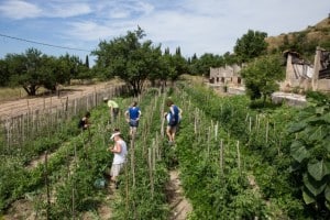 , Des mécènes se mobilisent pour développer l&rsquo;agriculture urbaine et durable à Marseille, Made in Marseille