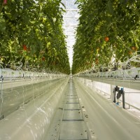 agriculture urbaine, Les toits de Marseille bientôt transformés en potagers !, Made in Marseille