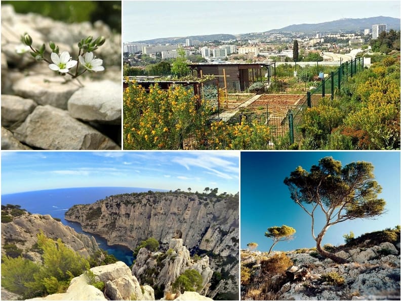 biodiversité, Marseille en 3e place des villes avec le plus de biodiversité en France !, Made in Marseille