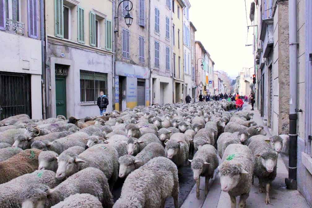 , Venez vivre la transhumance des animaux du Pays d&#8217;Aubagne, Made in Marseille