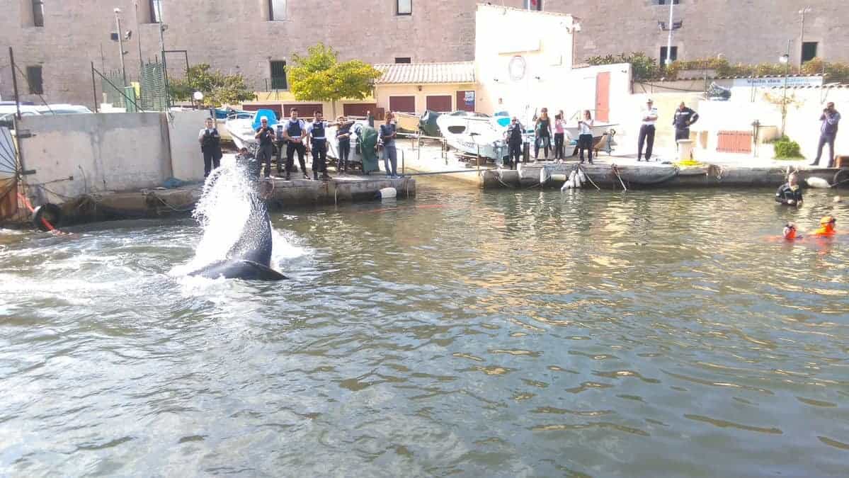 , Une baleine retrouvée dans le Vieux-Port puis relâchée en pleine mer !, Made in Marseille
