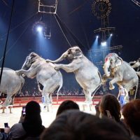 , Le gouvernement annonce la fin progressive des animaux sauvages dans les cirques itinérants, Made in Marseille