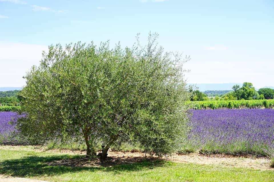 , Chez les Payan, la culture de l&rsquo;olivier se transmet depuis trois générations, Made in Marseille