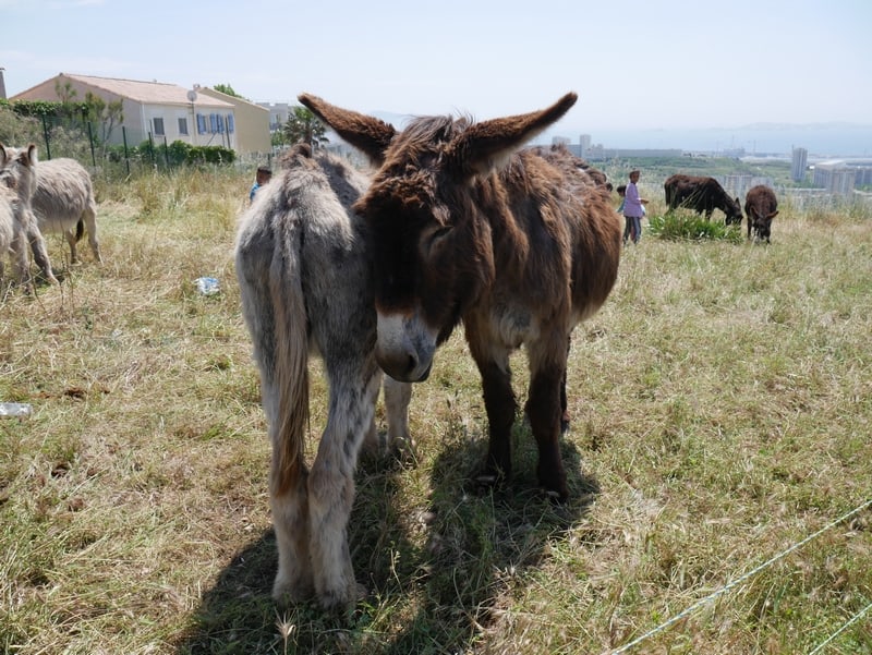 , Des ânes investissent le parc Foresta dans les quartiers Nord de Marseille, Made in Marseille