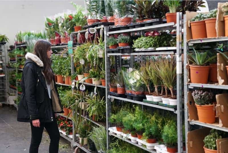 , Une grande vente de plantes à petits prix ce week-end à Marseille, Made in Marseille