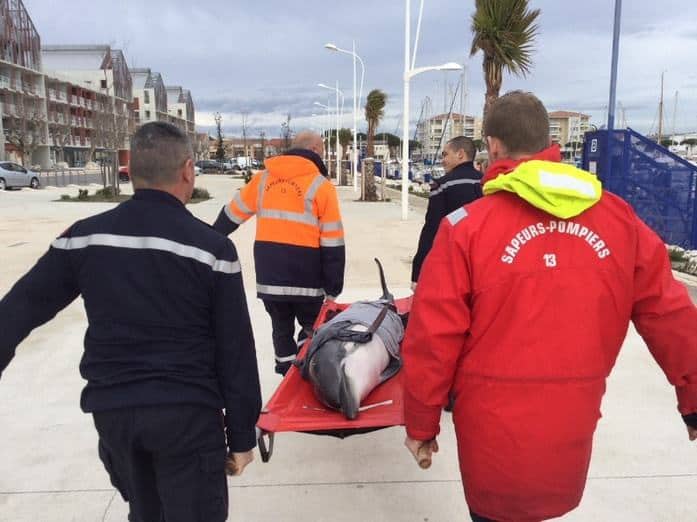 , Un dauphin sauvé par les pompiers des Bouches du Rhône et remis à la mer, Made in Marseille