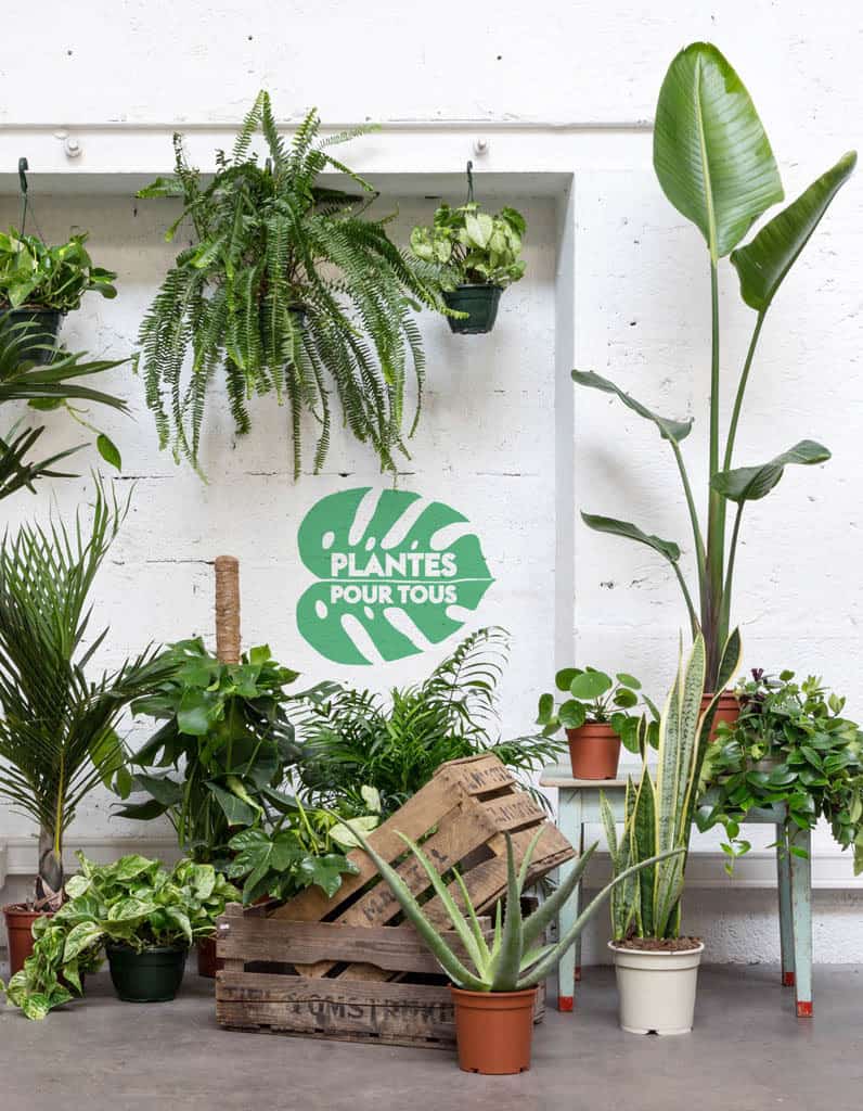 , Grande vente de plantes vertes à petits prix aux Docks Village de Marseille, Made in Marseille