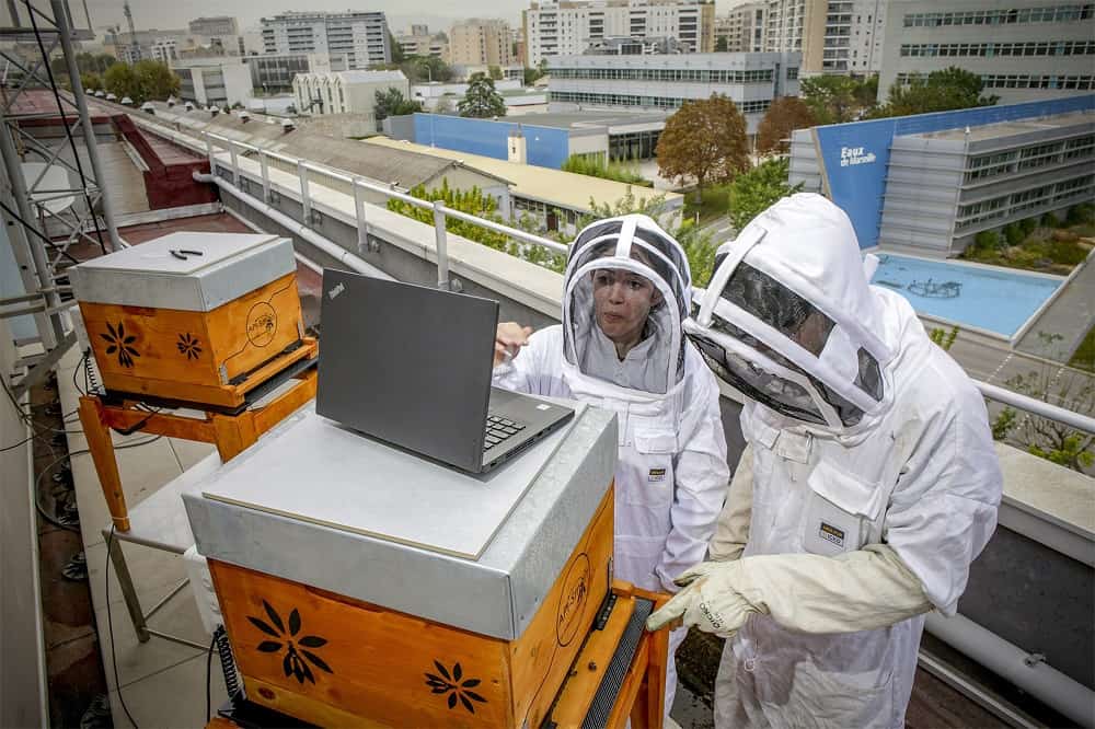 , Des ruches sur les toits pour un miel 100% local, offert aux Restos du Cœur, Made in Marseille
