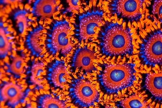 , Un chercheur marseillais en passe de guérir le cancer à l&rsquo;aide des coraux ?, Made in Marseille