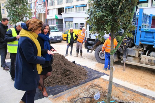 , 365 arbres en plus dans le centre-ville avant la fin de l&#8217;année, Made in Marseille