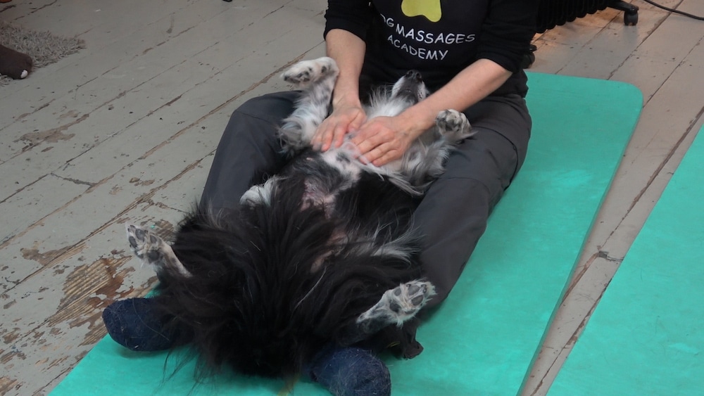 , Avec la Dog Massage Academy, apprenez à masser vos toutous, Made in Marseille