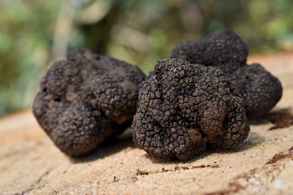 , Ce week-end, la truffe noire de Provence en fête pour la 11e édition du Truffolio, Made in Marseille