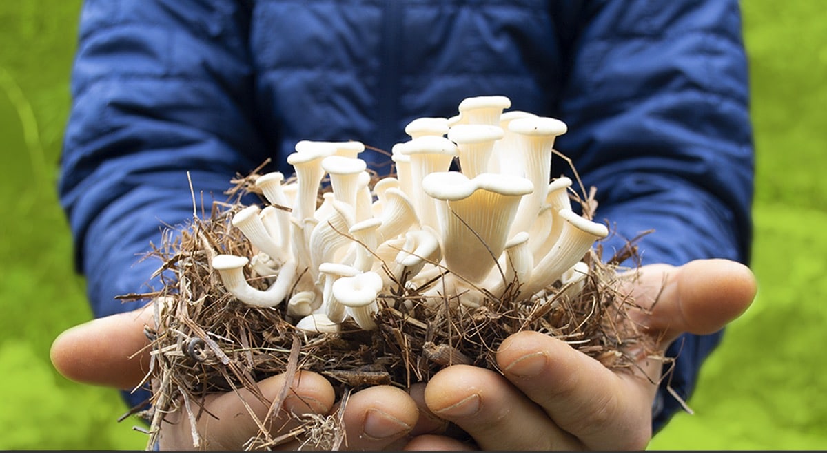 , MycoConcept veut faire du champignon une solution contre la pollution et les déchets, Made in Marseille