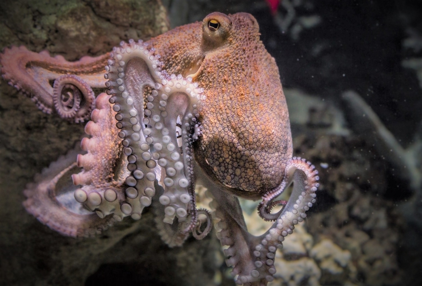 La pêche du poulpe interdite dans le parc des Calanques tout l'été