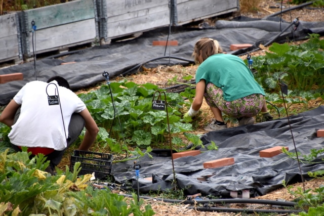Agriculture urbaine à Marseille : le champ des possibles