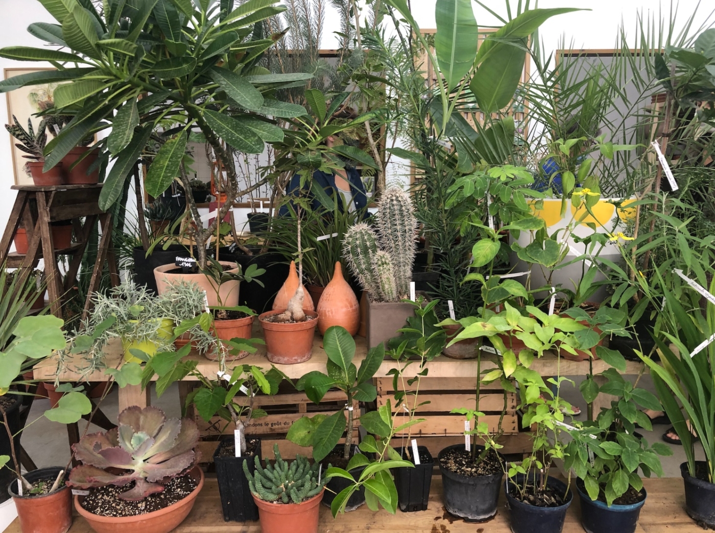 Grande vente de plantes à petits prix au Prado dès demain