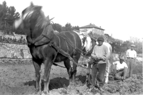 , Au nord de Marseille, l&#8217;association Colinéo protège le patrimoine agricole provençal, Made in Marseille