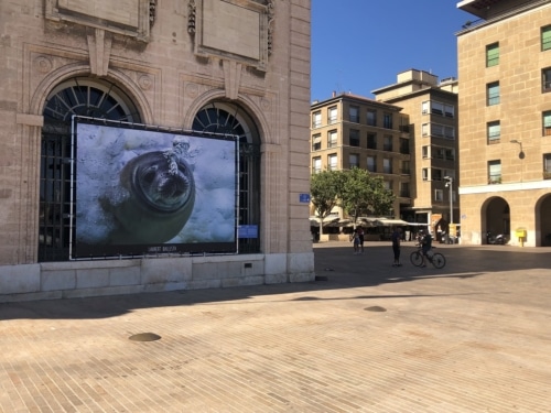 , Marseille : les banquises au cœur d&#8217;une expo pour sensibiliser au changement climatique, Made in Marseille