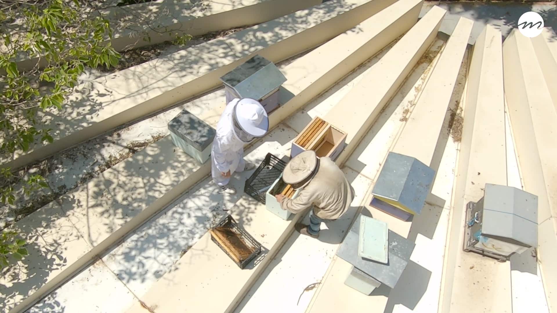 , [Vidéo]  &#8220;Sur les routes de Provence&#8221; épisode 2 : Des abeilles sur les toits de Marseille, Made in Marseille
