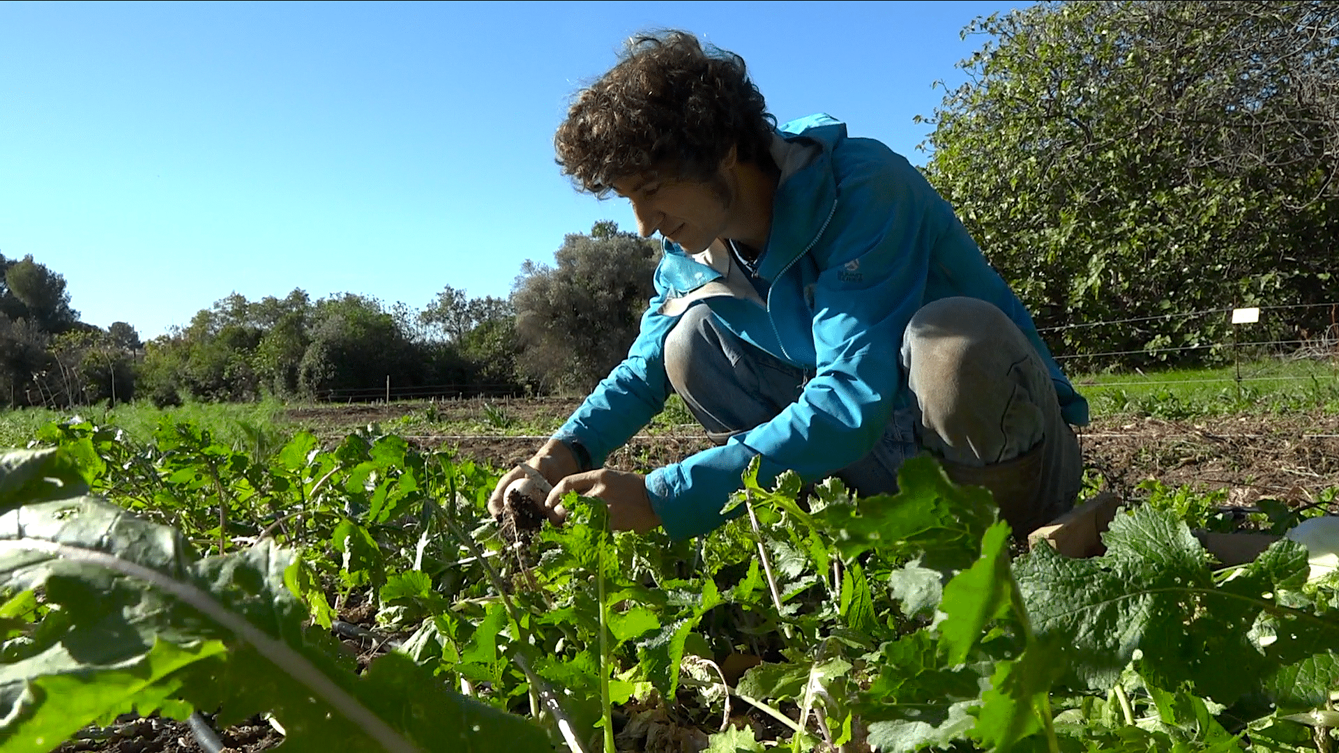 , Reportage : Rémy, jeune maraîcher, cultive des légumes bio dans les quartiers Nord de Marseille, Made in Marseille