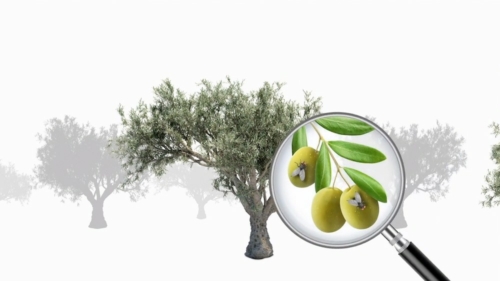Cearitis, Avec sa solution naturelle et sensorielle, Cearitis s&rsquo;attaque aux ravageurs des oliviers, Made in Marseille