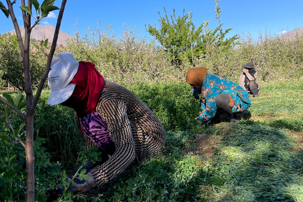 amazighes, Marseille : une chercheuse primée pour son travail sur les femmes amazighes et l’écologie, Made in Marseille