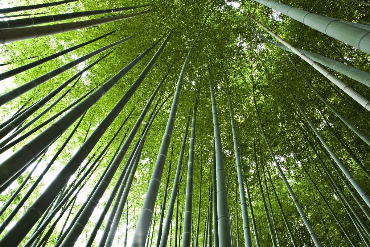 Bamboo for life, Bamboo for life voit plus grand avec le groupe NGE pour assainir les eaux usées, Made in Marseille