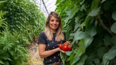 Camille Rabattu Graveson tomates Saint-Rémy