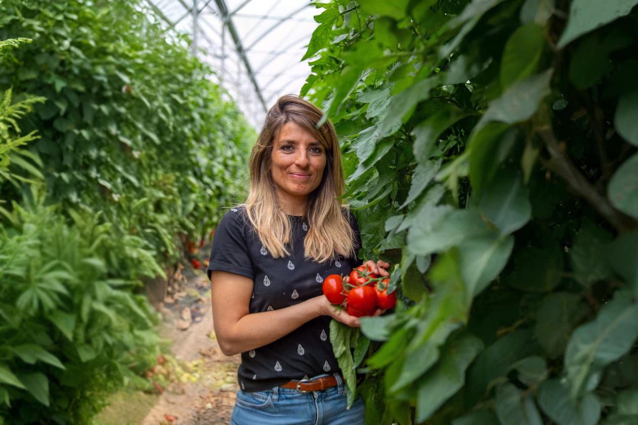 tomates, Vidéo | À la rencontre d&rsquo;une productrice de tomates à Saint-Rémy-de-Provence, Made in Marseille