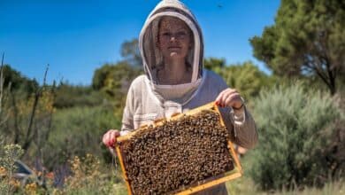 Charlotte Raymont La Fare apicultrice abeilles miel apiculteurs
