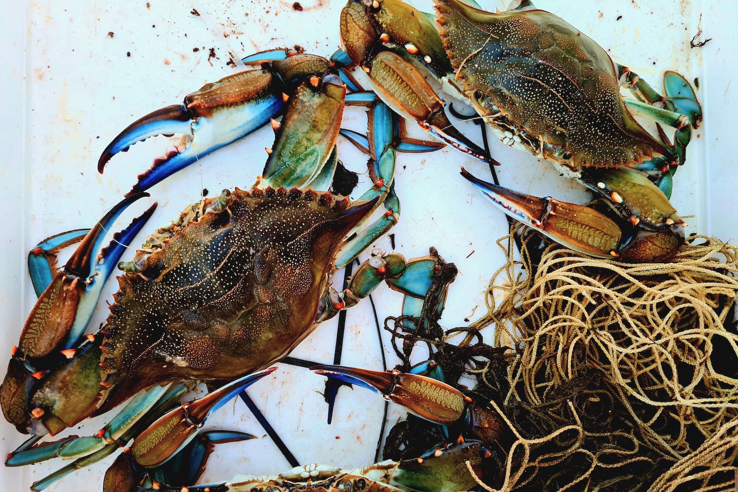 crabe bleu, La lutte contre le crabe bleu en Méditerranée, un plat qui se mange chaud, Made in Marseille