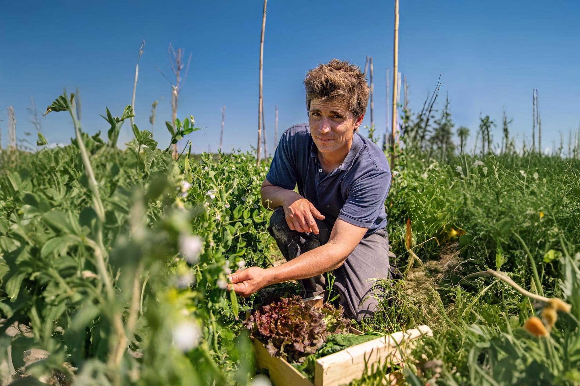 david put, Vidéo | À la rencontre d&rsquo;un agriculteur maraîcher à Tarascon, Made in Marseille
