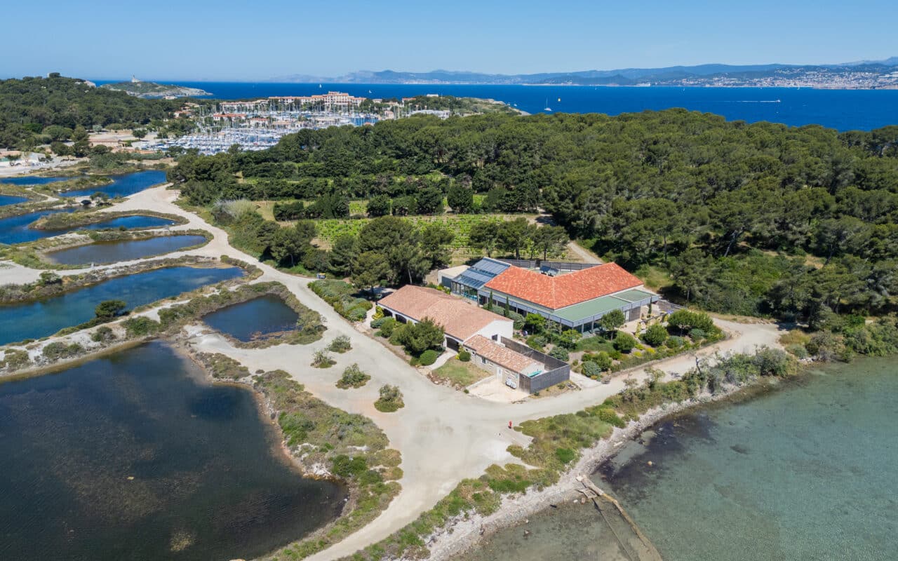 Port-Cros, Dans le Parc national de Port-Cros, le nombre de m&eacute;rous multipli&eacute; par 50 en 35 ans, Made in Marseille