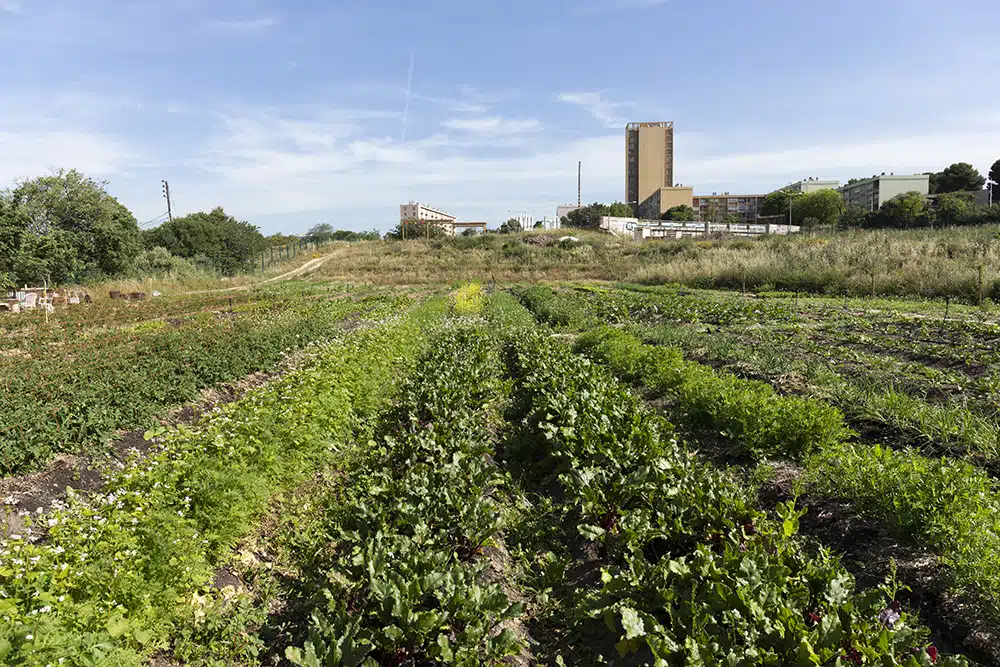 agrifoodtech, Ferme urbaine ou charcuterie de légumes, ces nouvelles start-up qui poussent à Marseille, Made in Marseille