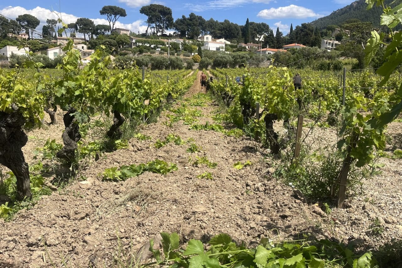 viticulture, &Agrave; Cassis, le D&eacute;partement r&eacute;affirme son soutien &agrave; une fili&egrave;re viticole fragilis&eacute;e, Made in Marseille